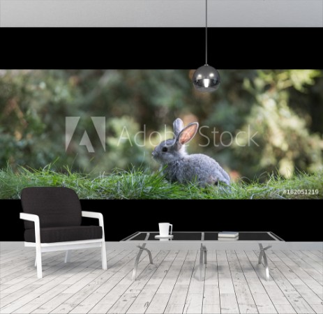 Picture of Tiny Grey Rabbit